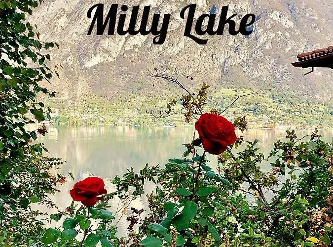 Milly *